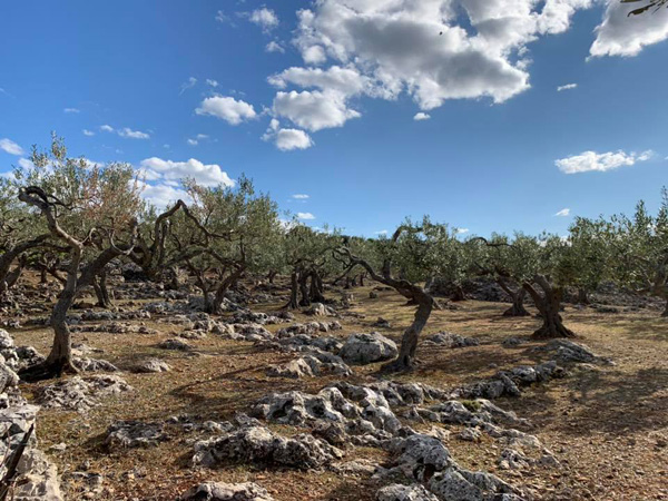 Alte Olivenbäume auf Brac